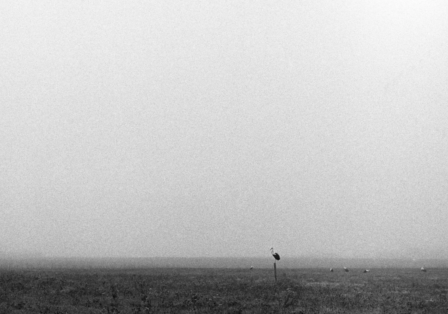 Stark in the foggy field standing like a king on a single wood pipe. In the background other starks are picking up food on the grass.